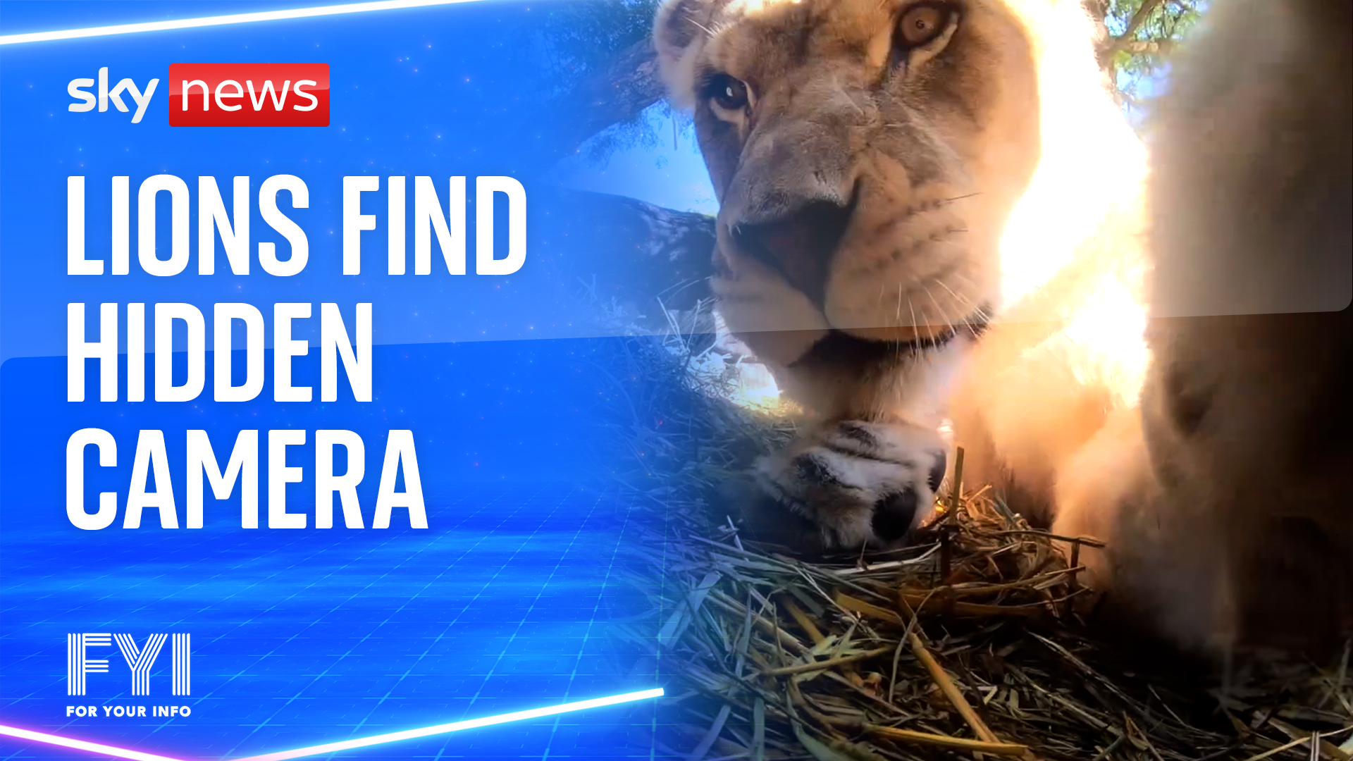 OMG! Lions find hidden camera