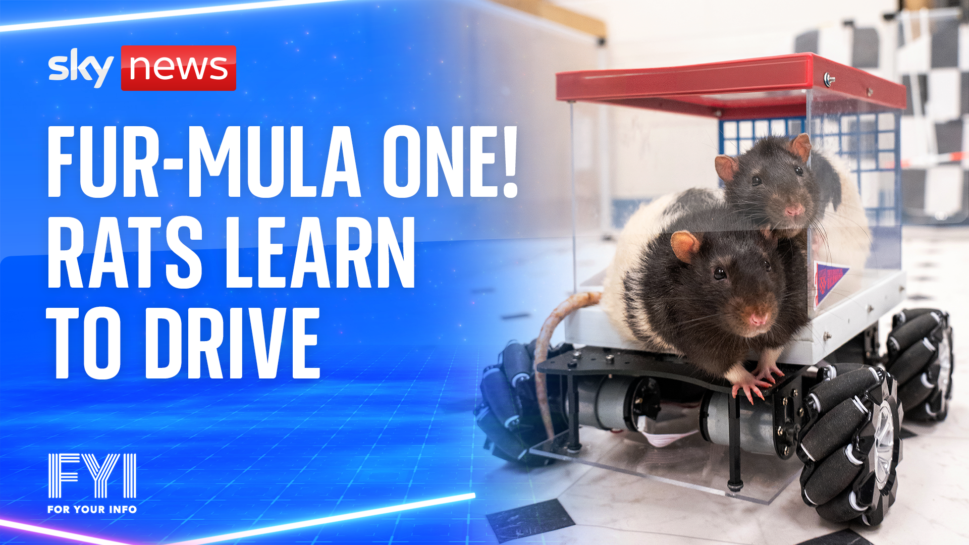 OMG! Fur-mula One! Rats learn to drive