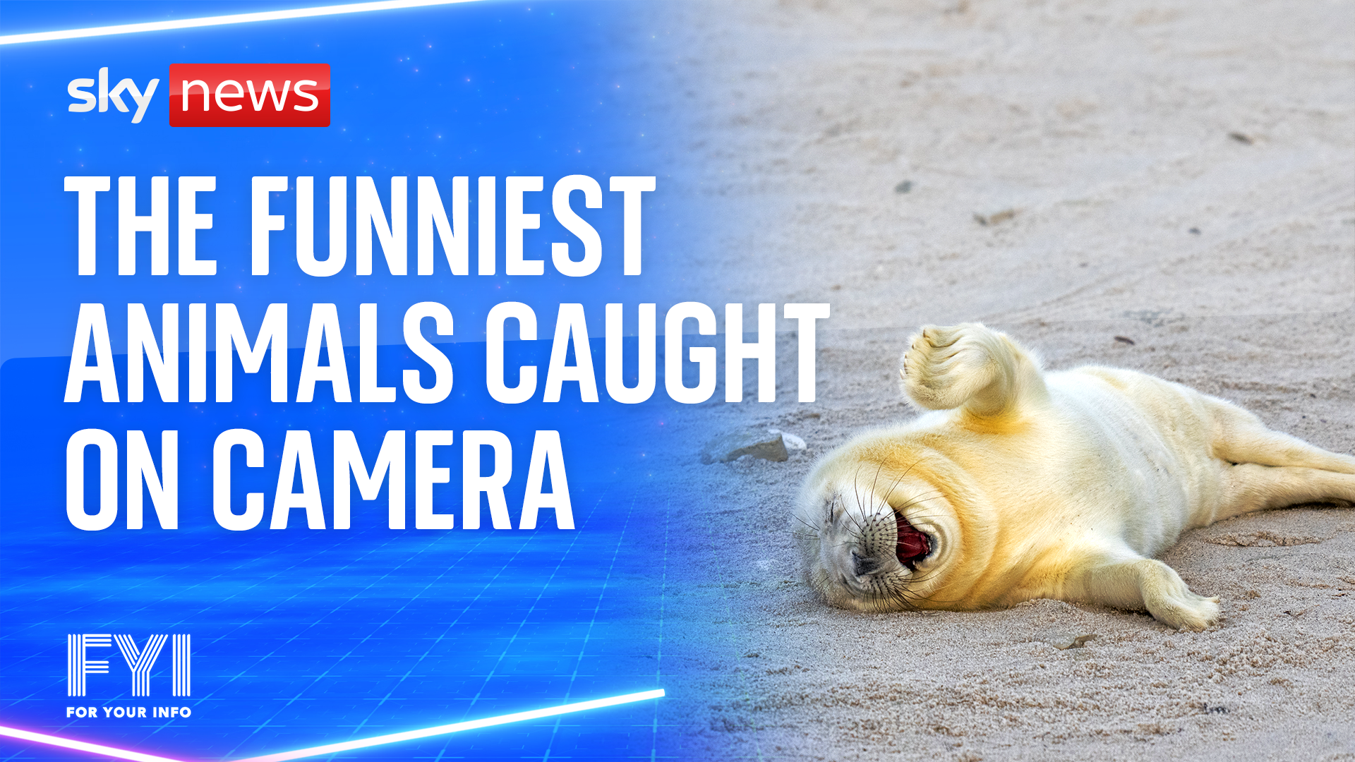 OMG! The funniest animals caught on camera