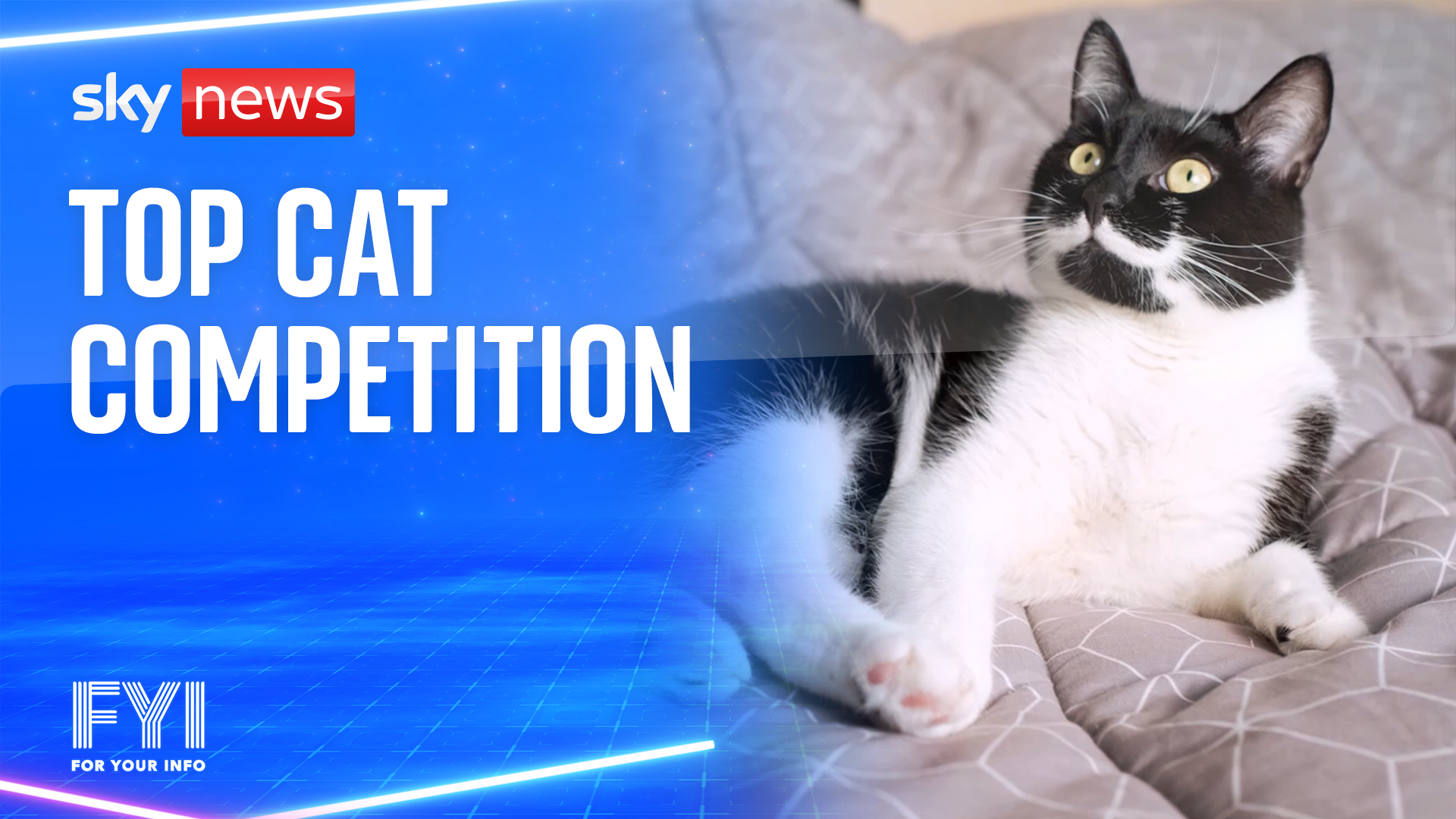 OMG! Top cat competition