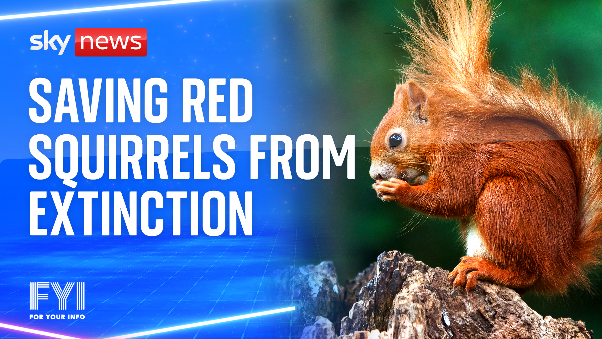 Saving red squirrels from extinction