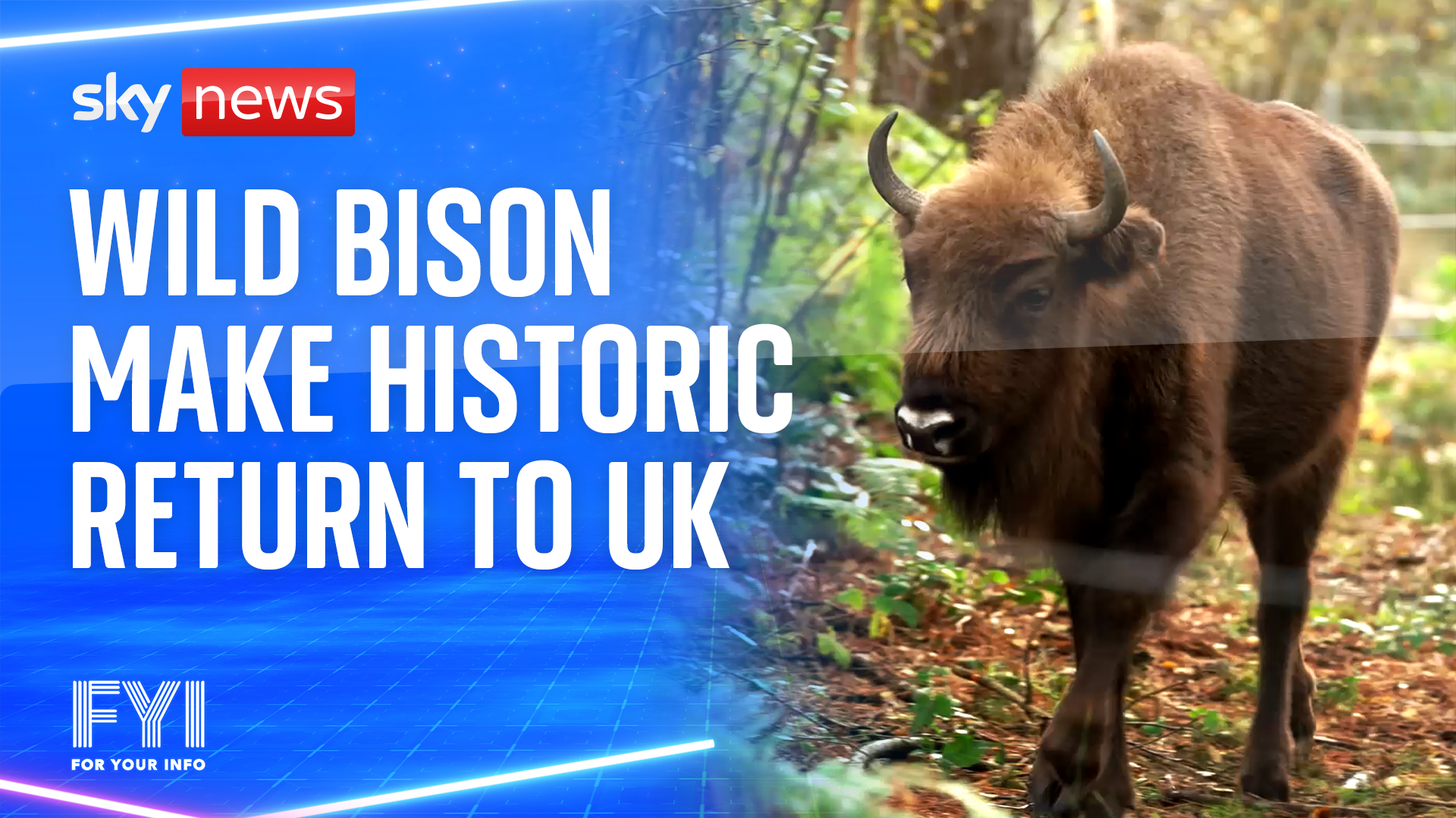 Wild bison make historic return to UK