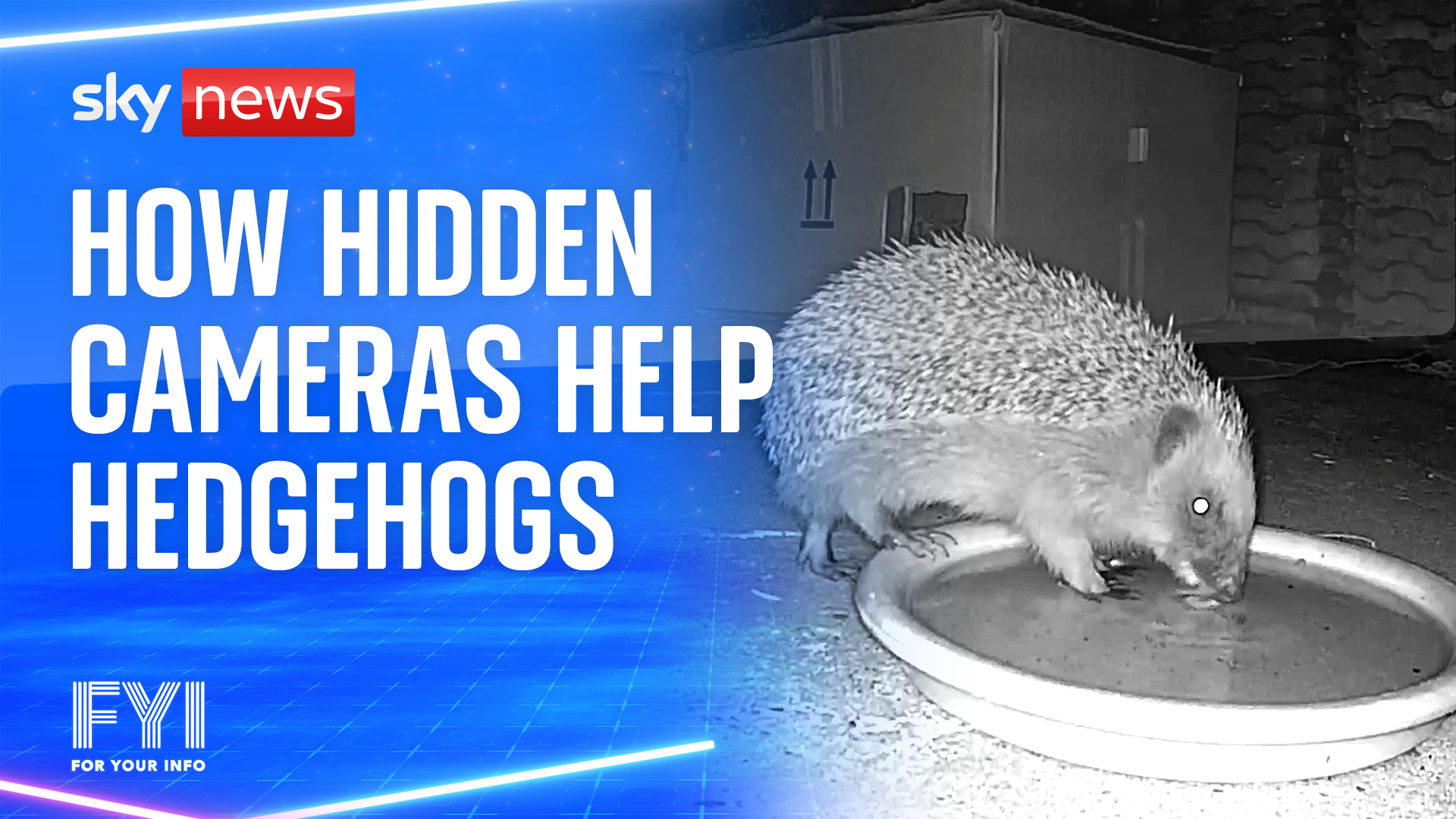 How hidden cameras help hedgehogs