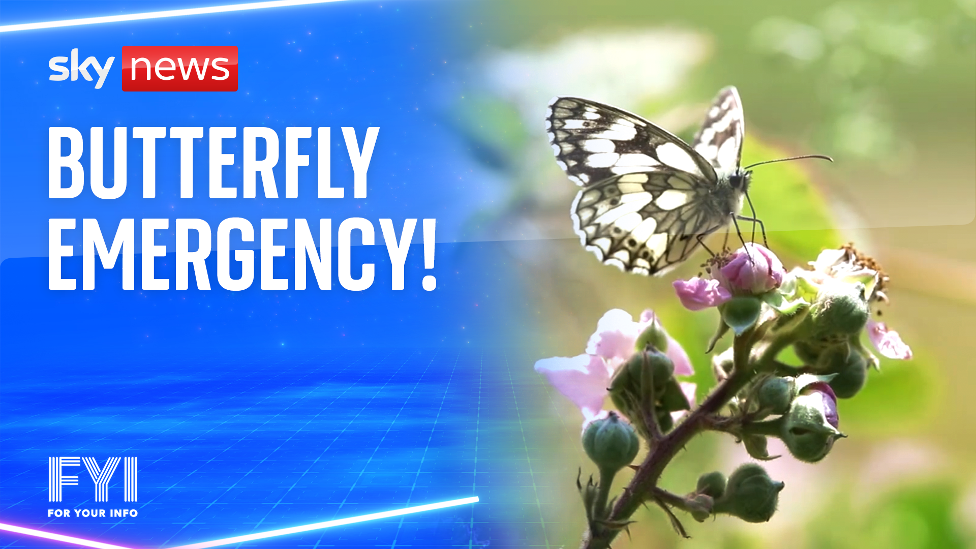 OMG! Butterfly emergency!