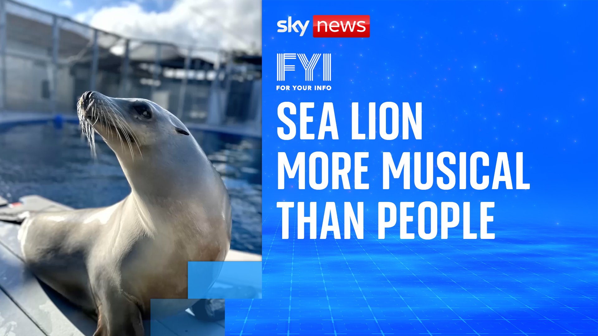 OMG! Sea lion more musical than people